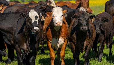 South Texas Beef and Forage Field Day set for May 8 in Beeville