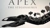 A stegosaurus nicknamed Apex will be auctioned in New York. Its remains show signs of arthritis