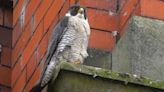 Police investigate as peregrine eggs fail to hatch