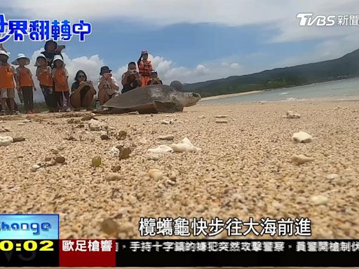 海洋中處處是危機 海龜遭魚線、魚鉤纏繞受傷擱淺多