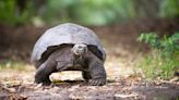 ‘Grand Theft Tortoise:’ St. Augustine Alligator Farm says two endangered tortoises stolen from park