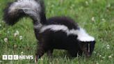 Skunk on the run near Sudbury after escaping from owner's garden