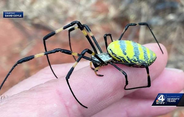 Joro spiders on the move: They are big, bright and showy, but are they dangerous?