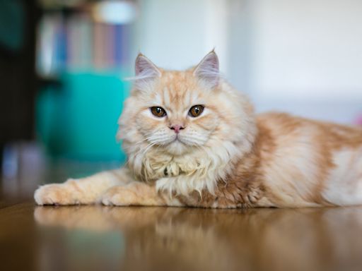 Persian Cat Admiring Himself in the Mirror Proves Just How ‘Extra’ He Is