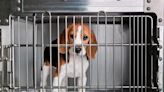 Gov. Whitmer Bans Dog, Cat Euthanasia in Research Labs