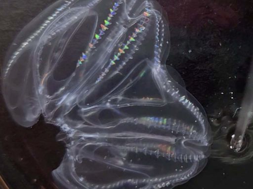 Two injured comb jellies can merge to form one individual