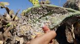 Insect wreaks havoc on Tunisia’s crucial prickly pear industry