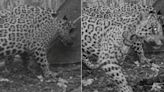 Emocionante avistaje en Jujuy: aparecieron tres yaguaretés adultos juntos en una reserva natural