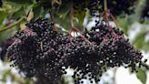 Health Benefits of Elderberry