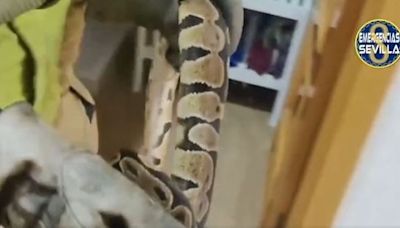"Llorando y en gran estado de nerviosismo": así avisó una joven a Emergencias al ver de madrugada una serpiente en su casa en Sevilla