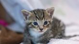 Want to foster shelter kittens? Front Street Animal Shelter will show you how