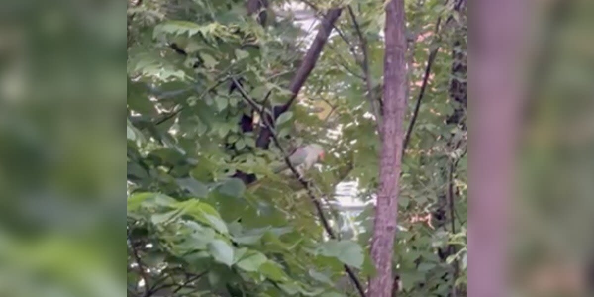 'Well-Camouflaged' Animal Hiding In Trees Calls Out To Woman For Help