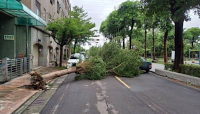 強颱凱米肆虐 烏大龍地區多處路樹倒塌 民眾河床釣魚 警迅速排除及勸離 | 蕃新聞