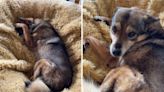 Moment ex-street dog experiences a giant beanbag for the very first time