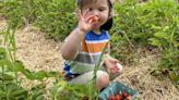 Strawberry fields forever: Pick-your-own season in full swing