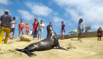 La batalla de La Jolla: turistas y leones marinos se disputan una playa de California