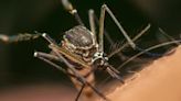 West Nile virus found in mosquitoes in Brampton, Peel’s first case this year