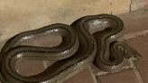 Una serpiente atemoriza a los vecinos de El Pimiento en Jerez