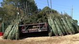 ‘No one wants to have their holiday ruined,’ AAA shares Christmas tree safety tips