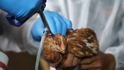 En México se registra la primera muerte de gripe aviar AH5N2 en humanos