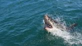 Great white sharks off South Africa's coast are protected by law, but not in practice—this needs to change