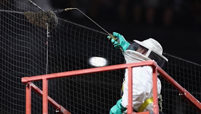 Dodgers-Diamondbacks delayed by bee swarm at Chase Field