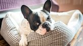 French bulldogs’ cute face shape is stopping them getting a good night’s sleep, study shows