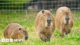 Capybara trio settling in at new home in North Somerset