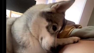 La reacción de este Husky al escuchar a su 'hermanita' en la tripa de su ama te hará emocionarte