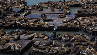 Still growing crowd of sea lions enjoys an anchovy feast at San Francisco's Pier 39