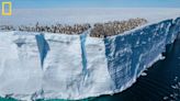 Baby penguins seen cliff diving on camera for 1st time