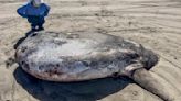 Rare 7-foot fish washed ashore on Oregon's coast garners worldwide attention