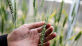 COP27: Israel harnessing DNA of bygone wild crops to enhance food supply