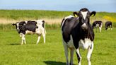 Cows Lining up To Get Treats Is the Definition of Cuteness Overload