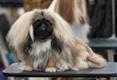 Pekingese