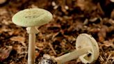Liver Transplant, Experimental Drug Save Lives of Woman and Son Who Ate Deadly Mushroom from Friend's Yard