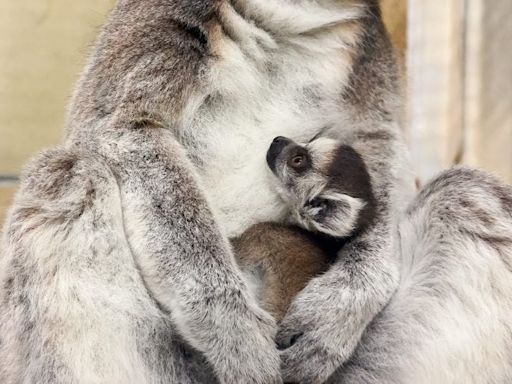 Baby lemur joins Potter Park Zoo troop