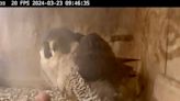 Baby falcon to be born on 15th floor of Utica building: Astrid and Aries have first egg