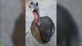 Surprise wild turkey spotted in Alberta's Peter Lougheed Provincial Park