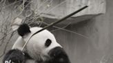 New panda ambassadors land in Madrid from China