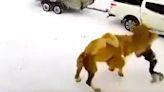 He camel, he saw, he conquered, as indignant mammal kills brash Russian