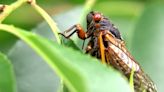 Cicadas can urinate on you from trees, study says