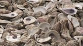 Hundreds of tons of oysters shells recycled in the Houston area