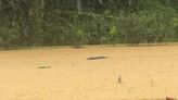 中山暴雨勁到沖垮養殖場圍牆 4條鱷魚出逃 官方：已全部趕回