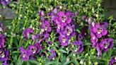 GARDENING IN CNY: It's the Year of the Angelonia