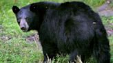 Possibly rabid black bear found, killed near Elkins