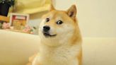 Murió Kabosu, el perro que dio origen al meme “doge” y la criptomoneda “Dogecoin”