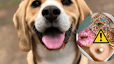 Mascotas: ¿Por qué mi perro no puede comer alimentos dulces?