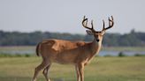 'Zombie deer' disease has been reported in more than half the US: What to know about CWD