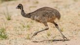 Runaway Emu Sends Police on Wild Chase Down Washington Highway